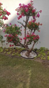 تركيب ملاعب البادل في الكويت